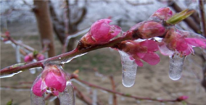 ELMA BAHÇELERİNDE DON ZARARI