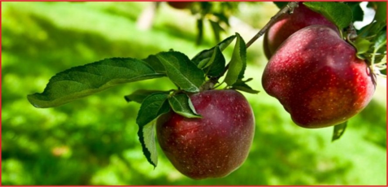 ELMADA ÜRETİCİ-MARKET FİYAT FARKI YÜZDE 461