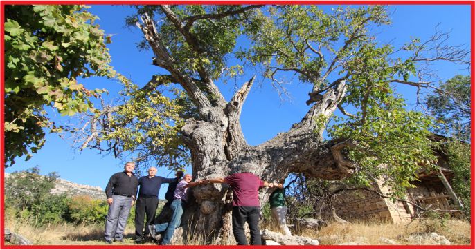 ERMENEK’DEKİ  TARİHİ CEVİZ AĞACI KORUMA ALTINDA
