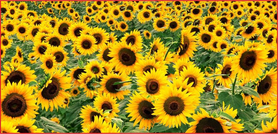 KARAMAN  AYÇİÇEĞİ ÜRETİMİNDE 20. OLDU