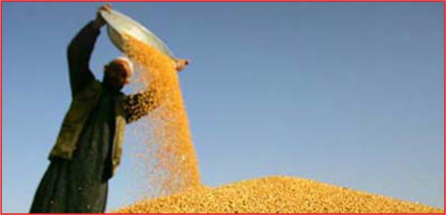 BUĞDAY REKOLTESİNDE YÜZDE 25 DÜŞÜŞ