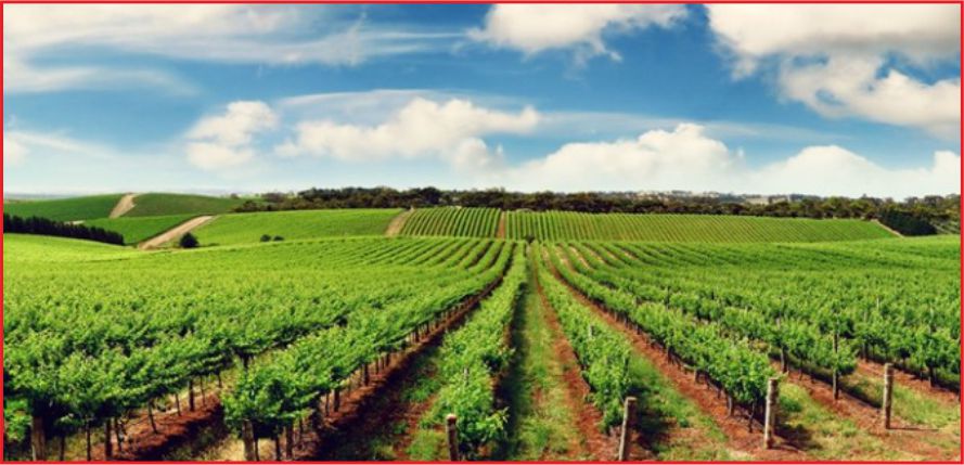 TARIMDA 'KORUMACI POLİTİKA' DEĞİŞİYOR