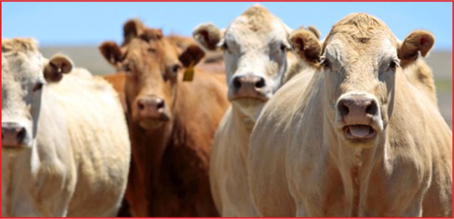 ESK 1 MİLYON CANLI HAYVAN GETİRECEK!