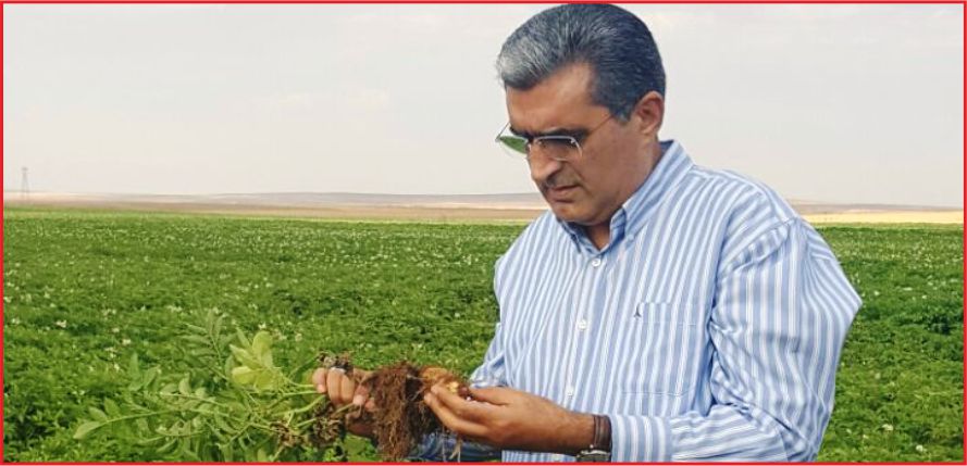 KONYA ŞEKER, PATATES ÜRETİMİNİN DE GÜVENCESİ