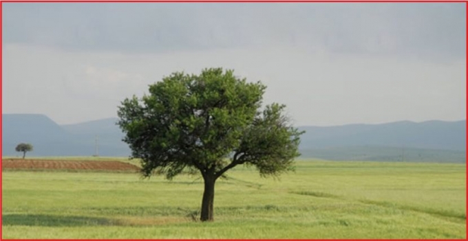 KONYA OVASI TÜRKİYE\&#039;Yİ DOYURUYOR