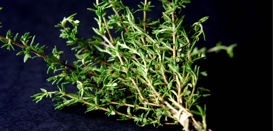 KEKİK ÜRETİMİ REVAÇTA