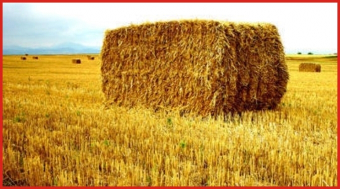 İthal saman fiyatları düşürdü