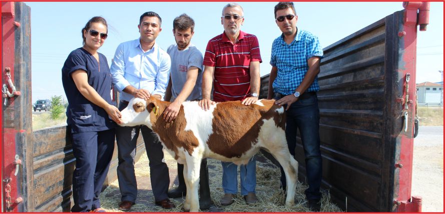 MİLLİ DANA KARAMAN’DAN SEÇİLDİ