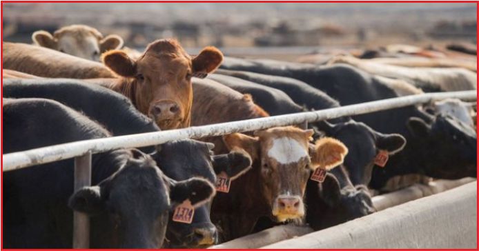 GENÇ ÇİFTÇİLERE 931 MİLYON LİRA DESTEK