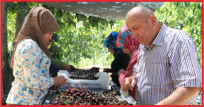 GÜNEY KORELİLER TÜRK KİRAZININ TADINA BAKACAK