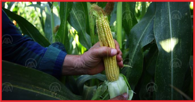 “HAVZADAN 3 MİLYON TON MISIR BEKLİYORUZ”