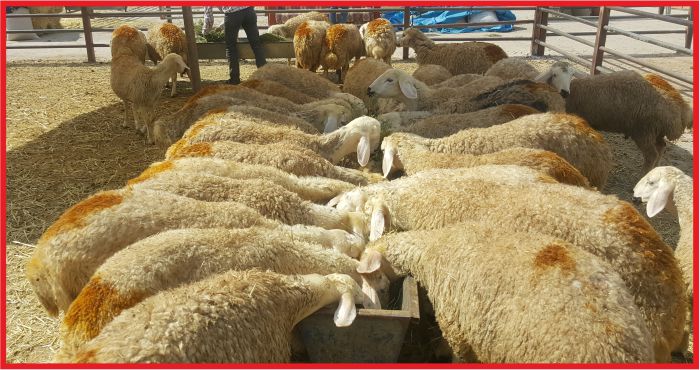 HAYVAN HASTALIKLARINA KARŞI 8,6 MİLYON AŞI