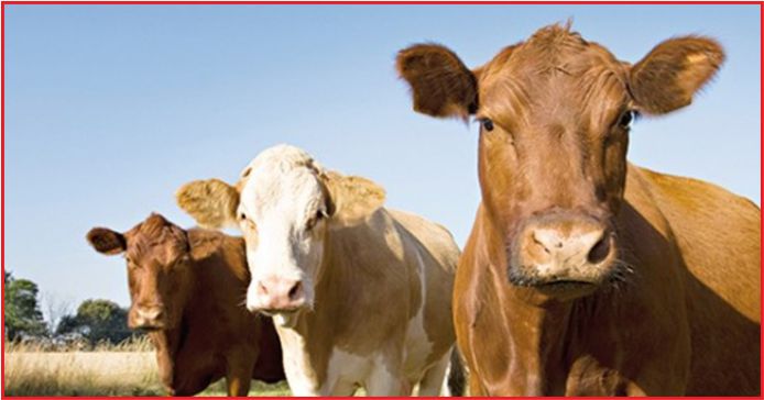 HAYVAN SAYISI ARTIYOR