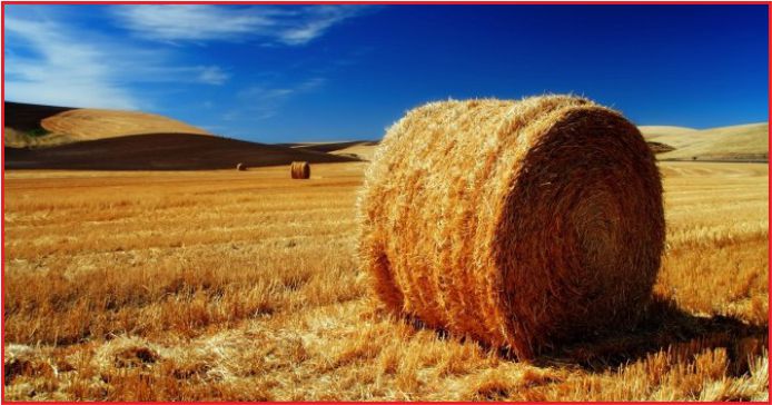 HAYVAN YEMİNDE GÜMRÜK VERGİLERİ SIFIRLANDI