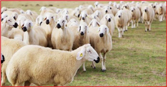 HAYVANCILIKTA 100 BİN LİRAYA SIFIR FAİZ !