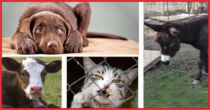 HAYVANLARA İŞKENCE YAPANLARA CEZALAR ARTACAK