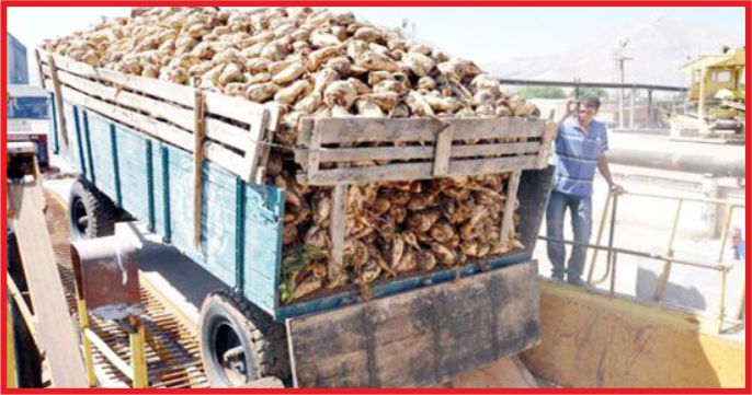 “HEDEFİMİZ 950 BİN TON ŞEKER ÜRETMEK”