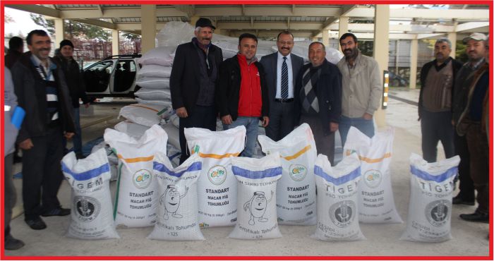 HİBE MACAR FİĞİ TOHUMU DAĞITILDI