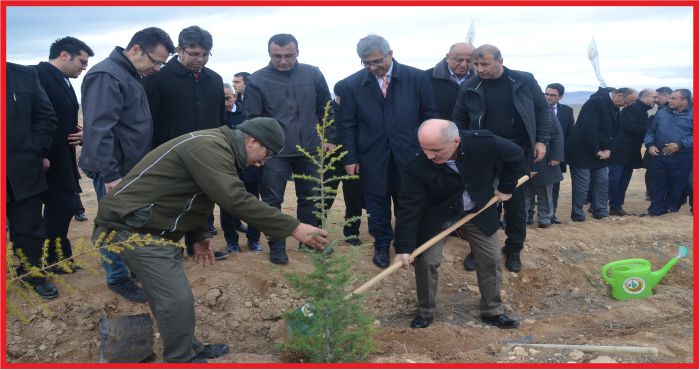 HÜKÜMLÜLER FİDAN DİKTİ