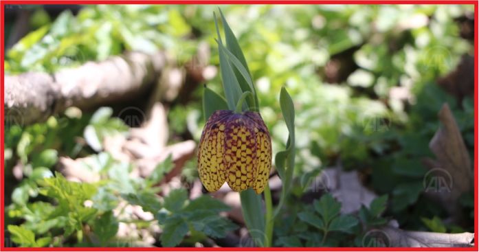 KARADAĞ'IN DAMALI LALELERİ GÖRENLERİ BÜYÜLÜYOR