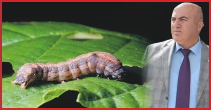 KARADRİNA CASUS KURT MU ?