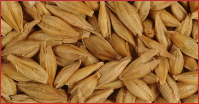 KARAMAN 122 BİN 376 TON ARPA ÜRETTİ