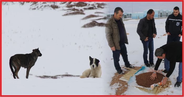 KARAMAN BELEDİYESİ SOKAK KÖPEKLERİNİ UNUTMADI