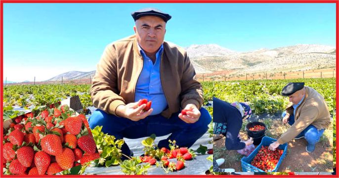 “KARAMAN ÇİLEĞİ ÇOK FARKLI”