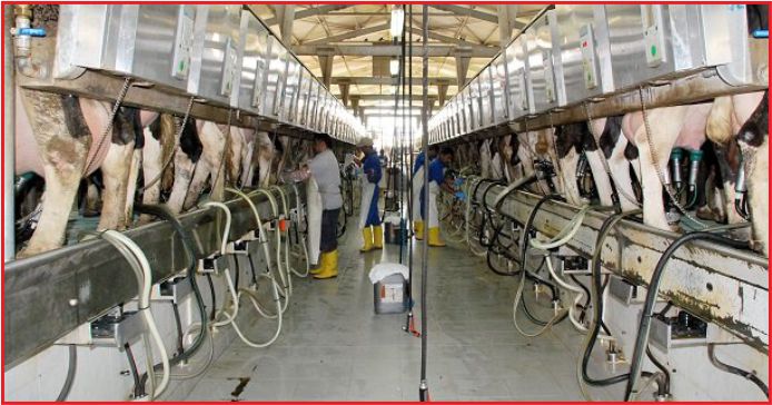 KARAMAN SÜT ÜRETİMİ İHTİSAS BÖLGESİ GELİYOR