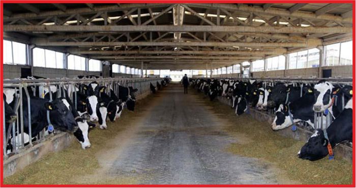 KARAMAN’A YÜZDE 50 HAYVANCILIK DESTEĞİ