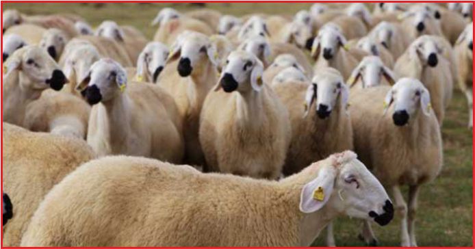 KARAMAN’DA 208 BİN KÜÇÜKBAŞ VAR