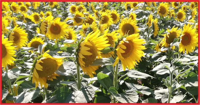 KARAMAN’DA 23 BİN TON AYÇİCEĞİ ÜRETİLDİ