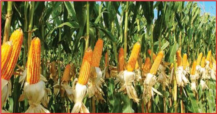 KARAMAN’DA 521 TON MISIR ÜRETİLDİ