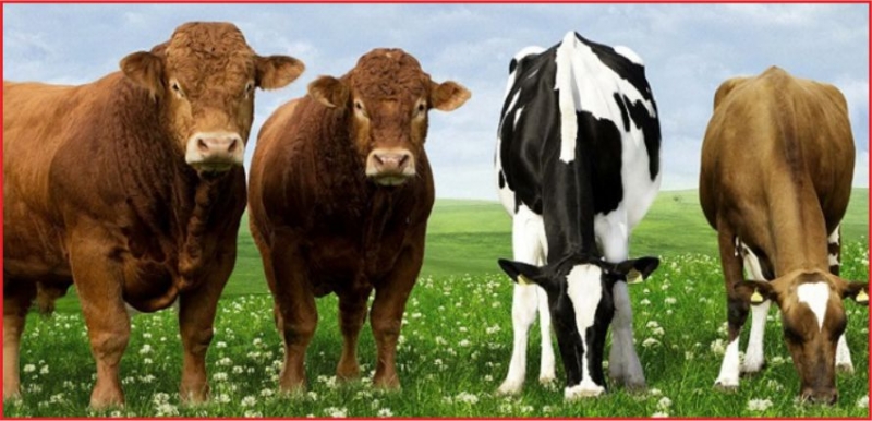 KARAMAN’DA 545 BİN 543 KÜÇÜKBAŞ VAR