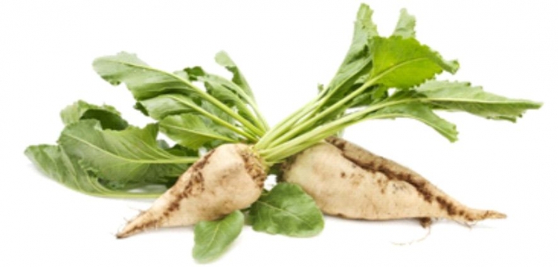 KARAMAN’DA 721 BİN 788 TON PANCAR ÜRETİLDİ