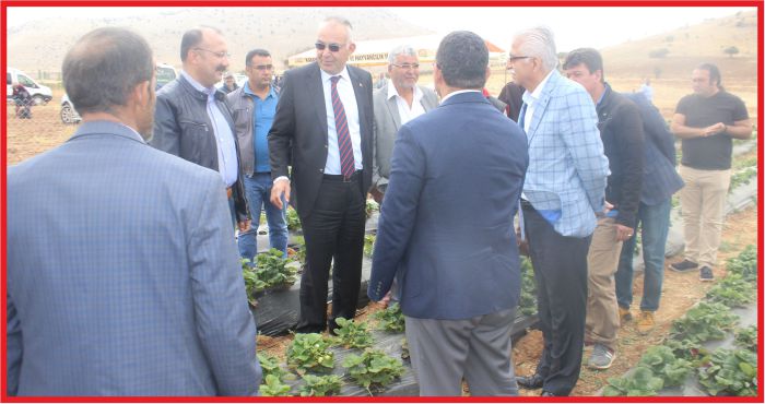 KARAMANDA ÇİLEK ÜRETİMİNE DESTEK