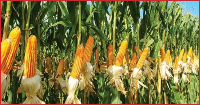 KARAMAN’DA DESTEKLENECEK ÜRÜNLER BELİRLENDİ