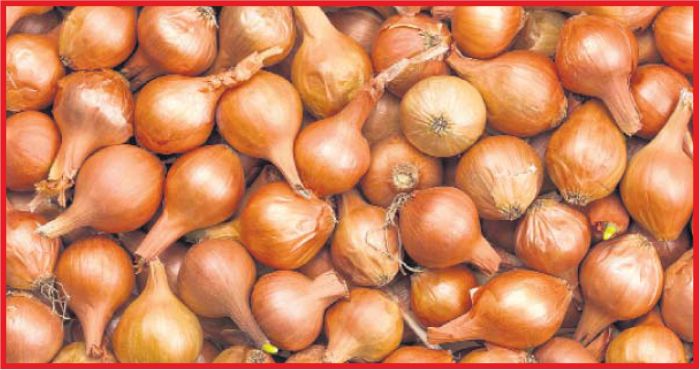 KARAMAN’DA ZAM ŞAMPİYONU SOĞAN OLDU