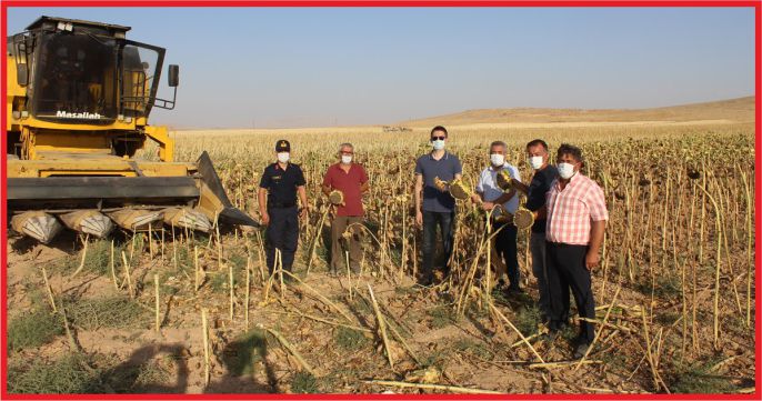 KAYMAKAM ÇAKIR, AYÇİÇEĞİ HASADINA KATILDI