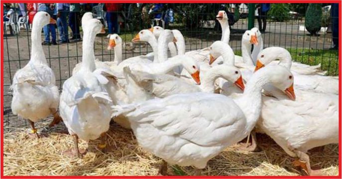 KAZ VE İPEKBÖCEĞİ YENİ GÖZDE !