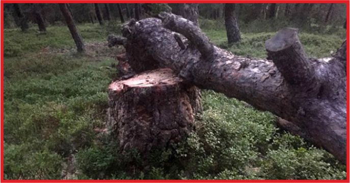 KESTİĞİ AĞACIN ALTINDA KALAN ORMAN İŞÇİSİ ÖLDÜ