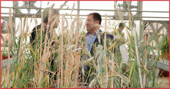 KIRAÇ TOPRAKLAR DURU BUĞDAY İLE BEREKETLENECEK