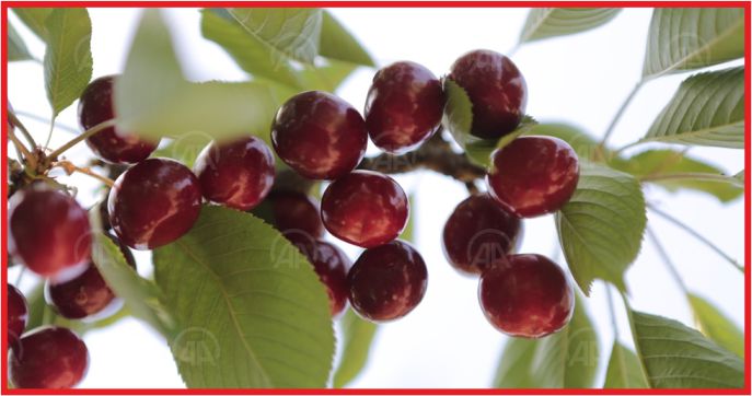 “KİRAZIN MERKEZİ OLACAĞIZ”