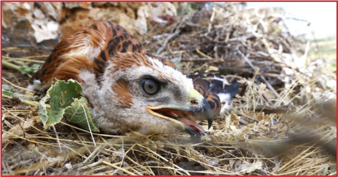 KIZIL ŞAHİN YAVRULARININ YUVADAKİ 40 GÜNÜ