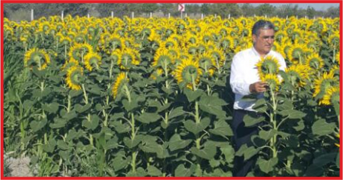“KONYA ŞEKER AYÇİÇEK ÜRETİCİSİNİ ŞARTLARA EZDİRMEZ !”