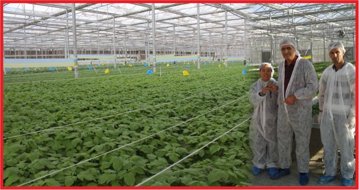 “KONYA ŞEKER KENDİ TOHUMUNU ÜRETTİ”