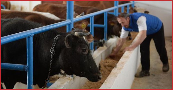 KOP’TAN HAYVANCILIĞA DESTEK