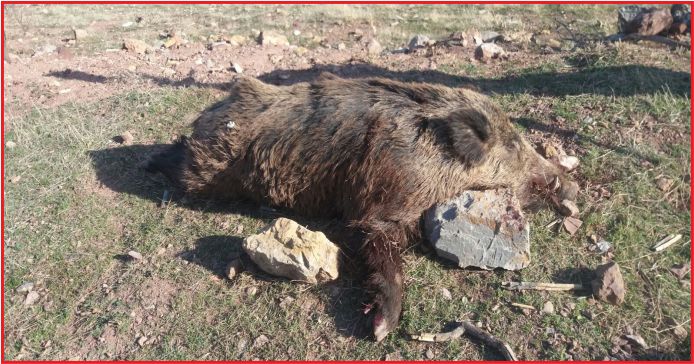 KÖYLERDE YABAN DOMUZU SÜREK AVI