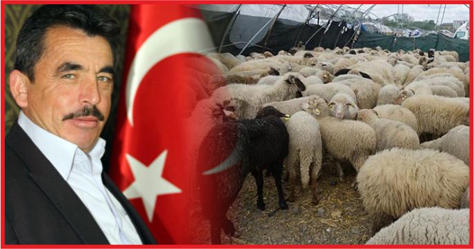 KOYUN VE KEÇİ YETİŞTİRİCİLERİNE 3 MİLYON DESTEK !