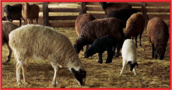 KÜÇÜKBAŞA YENİ DESTEK